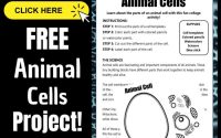 Animal cell coloring questions