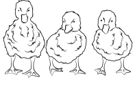 Duck and duckling animal coloring pages