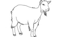 Coloring pages animals goat