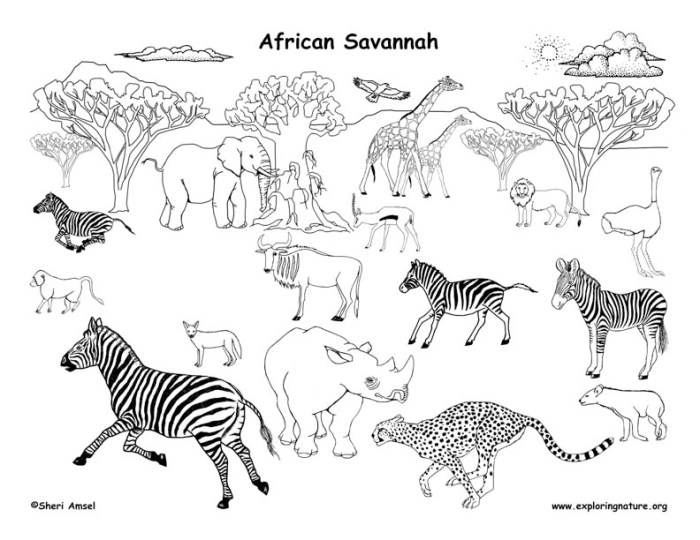 Savanna animals coloring pages