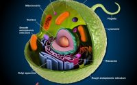 Animal cell diagram coloring page