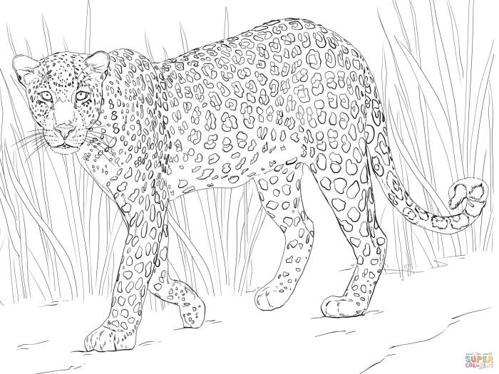 African animals coloring sheet