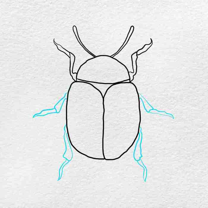 Black beetle drawing easy