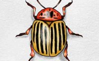 Easy drawing of a beetle