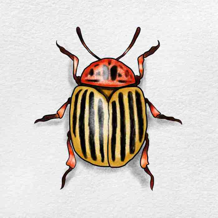 Easy drawing of a beetle