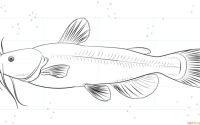 A easy stitch drawing with a catfish