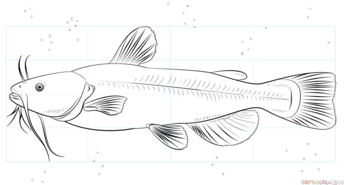 A easy stitch drawing with a catfish