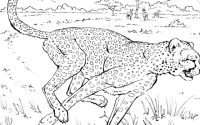 Wild animal coloring sheets