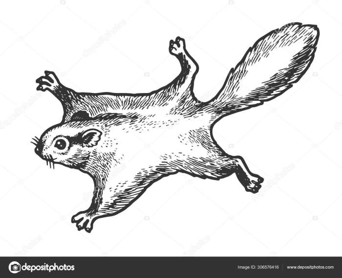 Drawing of a flying squirrel easy