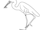 Easy cattle egret drawing