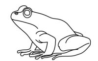 Insect frog easy drawing