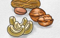 Brazil nuts drawing really easy