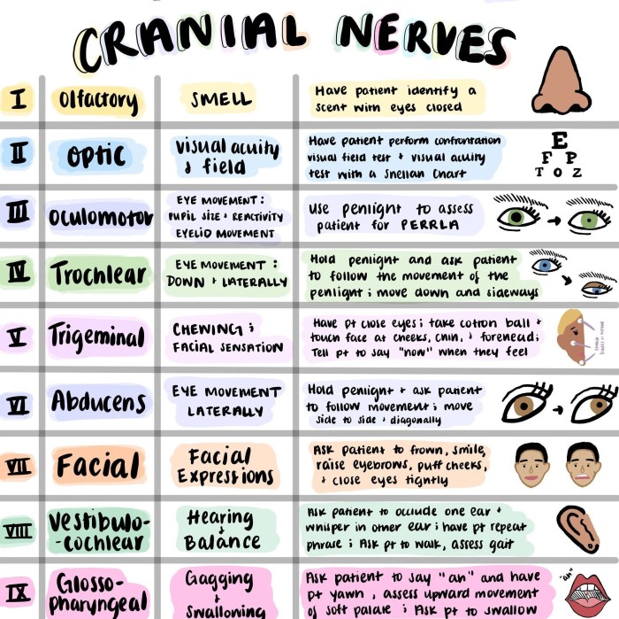 Cranial nerve easy to remember drawing