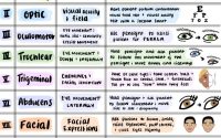 Cranial nerve easy to remember drawing