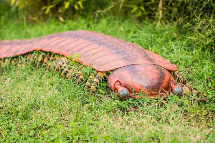 Carboniferous period plants fossils facts earth ferns tree