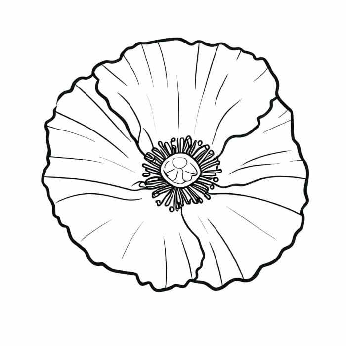 Artic poppy drawing easy and simple