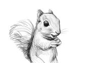 Flying squirrel sketch animation gif squirrels sketches easy choose board paintingvalley ani