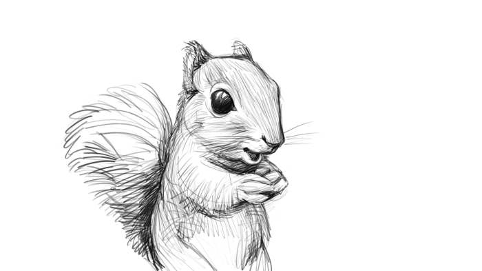 Flying squirrel sketch animation gif squirrels sketches easy choose board paintingvalley ani